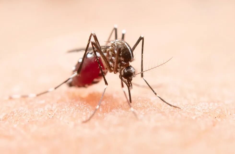 El dengue, precauciones necesarias. (Foto: Freepik)