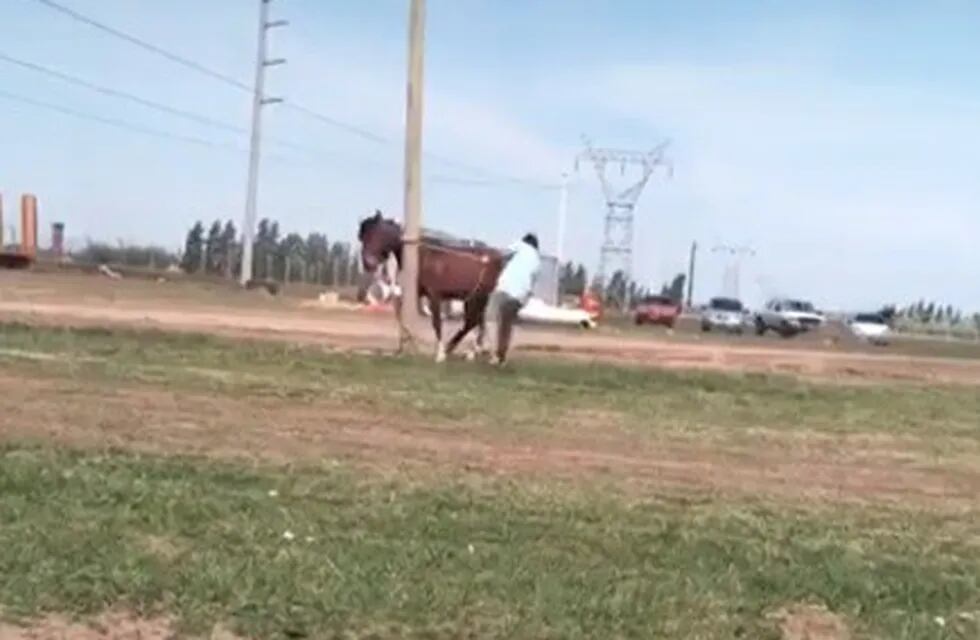 Maltrato a caballo en la zona de Mendoza al 9000. (Captura)