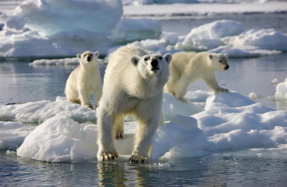 Osos polares sobre hielo que se derrite. (AP)