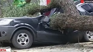 La caída de un árbol por fuertes vientos destruyó un auto en Colegiales