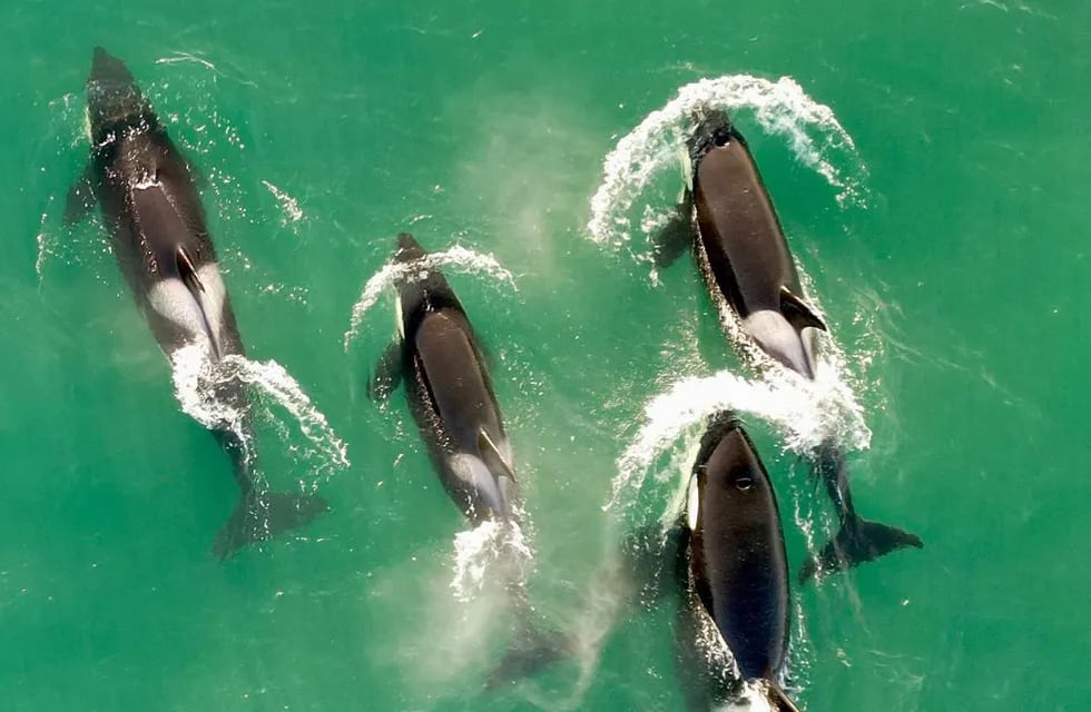 Un grupo de orcas fue filmado "bailando" en la Península Valdés.