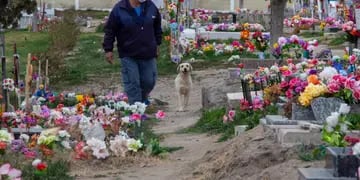 Bobby, el perro que alivia el dolor en el cementerio de Roca