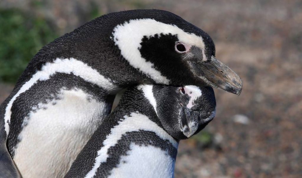 Pingüino de Magallanes.