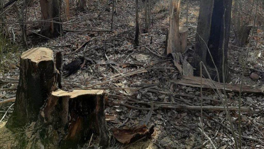 Preocupa la tala ilegal en zona ribereña de Neuquén (LMN)