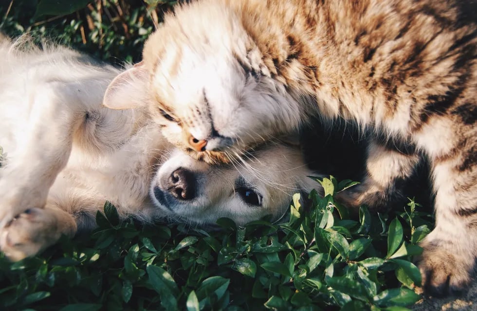 Hay que tomar las precauciones necesarias para que las mascotas puedan disfrutar del verano sin poner en riesgo su salud. (Foto: Unsplash)
