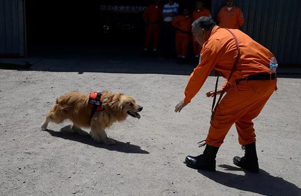 Perros que participan en la búsqueda de un joven en Chubut.