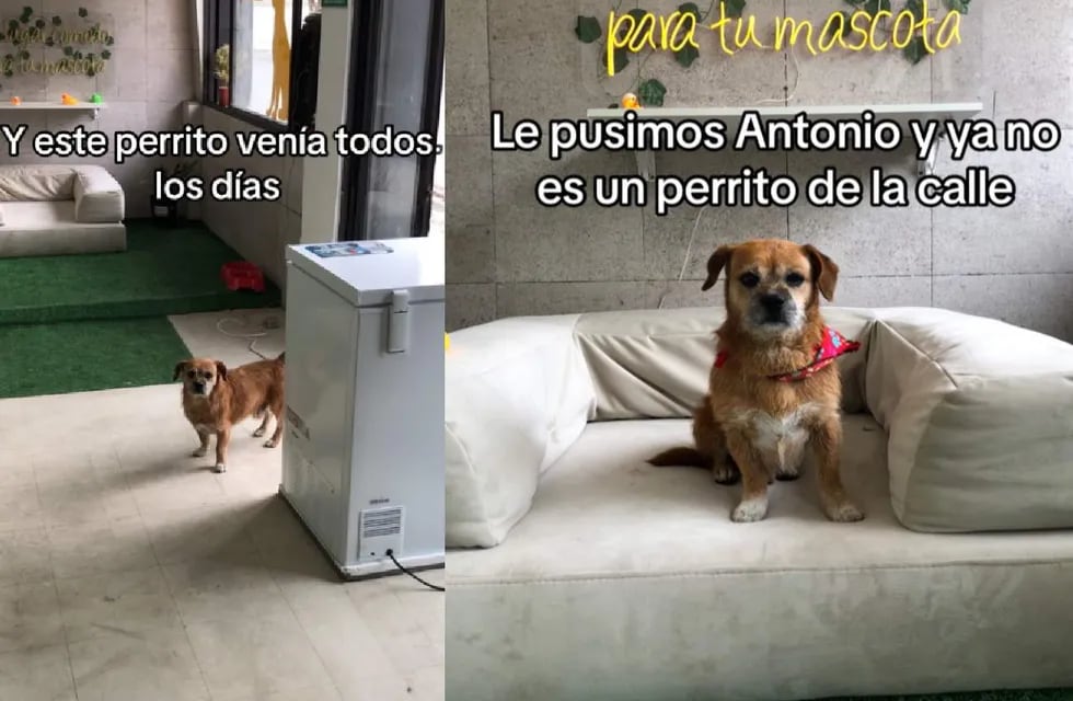 Antonio, el perrito callejero que conmovió a Instagram con su emotiva historia.