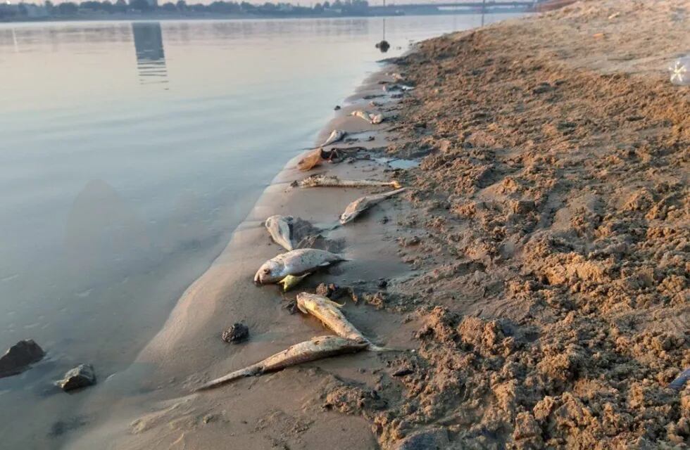 Se encontró una gran cantidad de especies muertas a la orilla del lago Setúbal en Santa Fe.