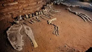 Restos originales del Giganotosaurus carolinii, los que dieron origen al Museo Municipal Ernesto Bachmann. Están expuestos en la Sala I. (Bibiana Fulchieri)