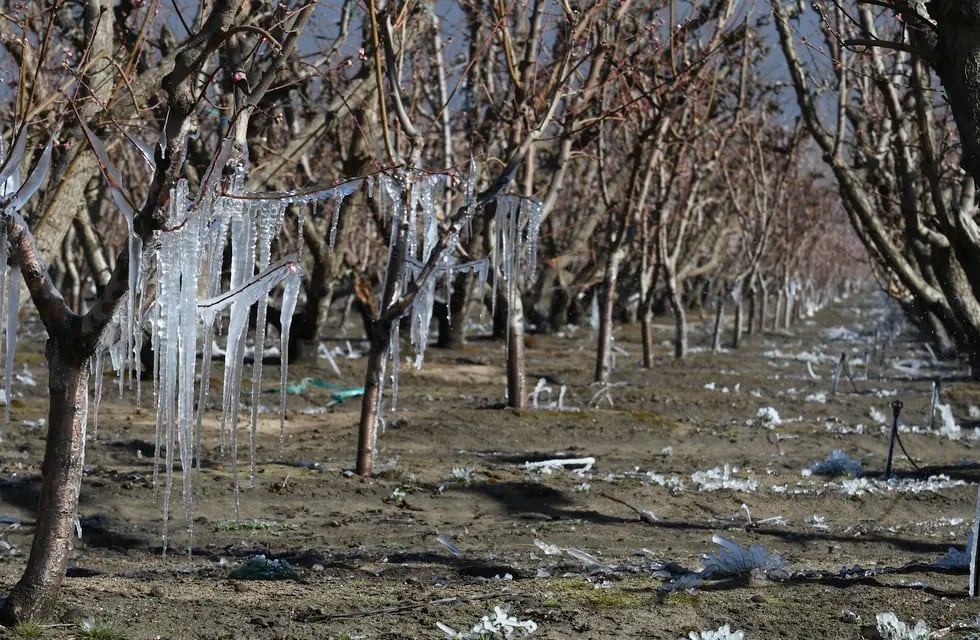 Las tan temidas heladas tardías hicieron estragos en el Sur de Mendoza.