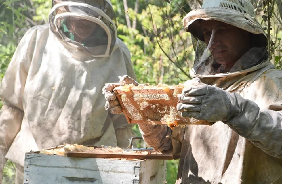La Sala de Extracción e la Cooperativa Las Abejas está a disposición de todos los apicultores