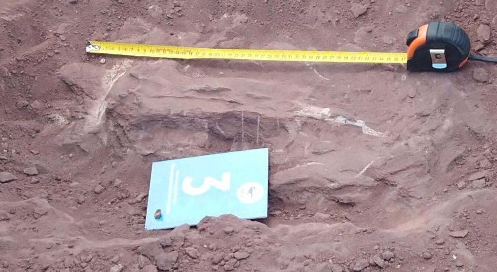 Hallan restos fósiles de un dinosaurio herbívoro de 100 millones de años en Neuquén
