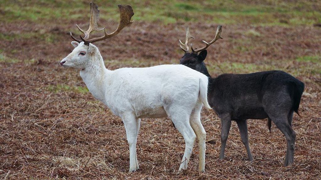 El ciervo blanco hallado en Rawson podría haber escapado de una red de venta clandestina. (Imagen ilustrativa).