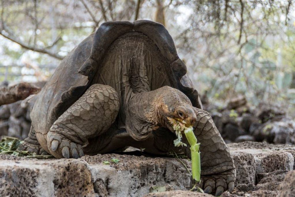 (Diego Bermeo/Parque Nacional Galapagos/dpa)