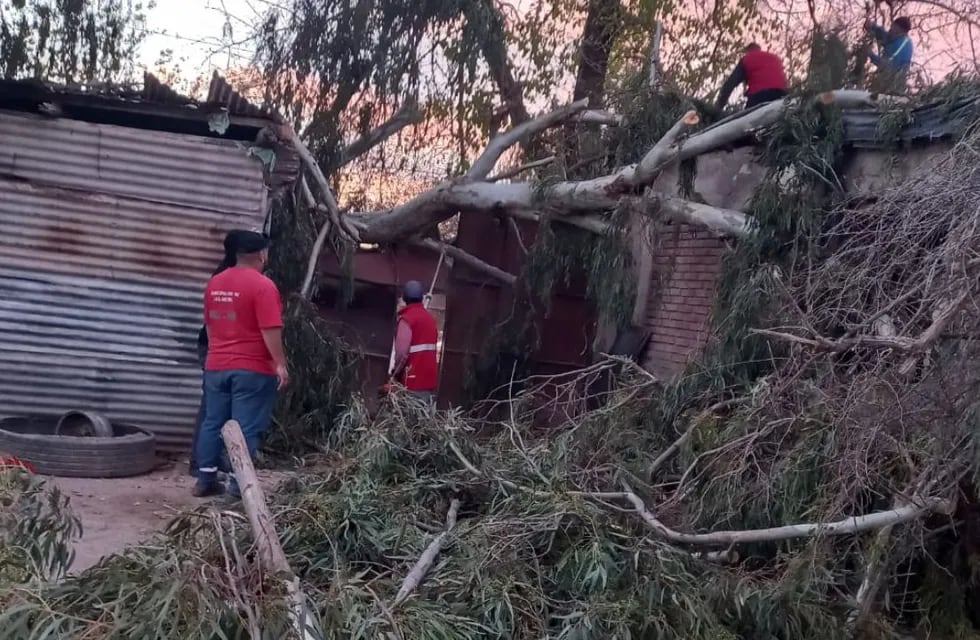 Árboles caídos por el Zonda en Las Heras, uno de los departamentos más dañados.