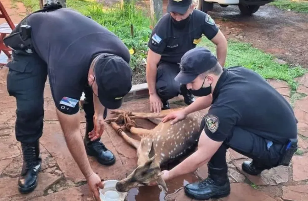 Itacaruaré: rescatan a un ciervo herido del patio de una vecina.