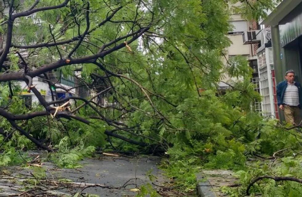 ¿Por qué caen tantos árboles durante las tormentas en Rosario?