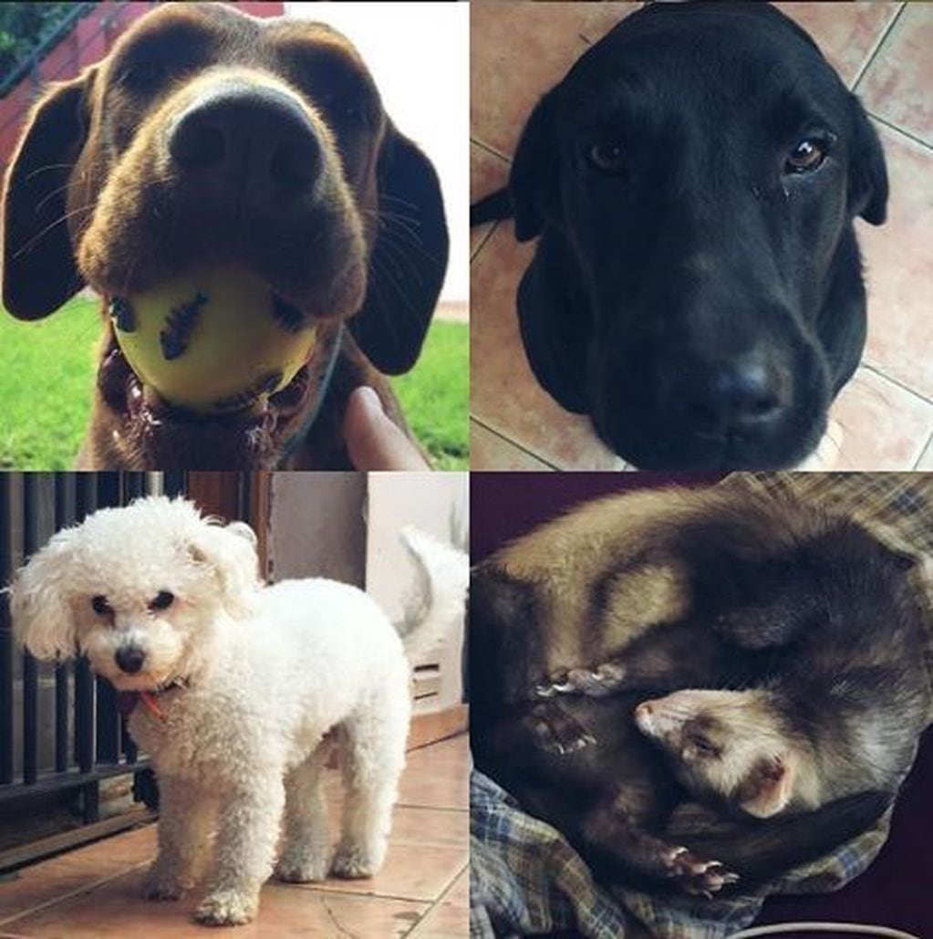 Jana Maradona presentó a sus 3 perros (Flash, Steve, Sol) y a su hurón, Lemon.