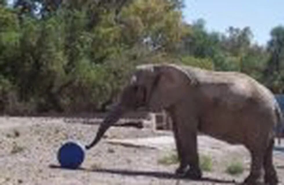 Elefantes en el venido abajo Zoo de Mendoza