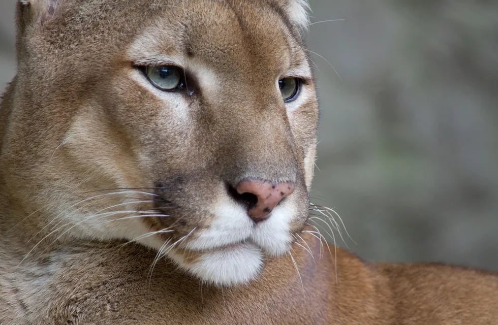 Puma. Imagen ilustrativa. (Wikipedia / Archivo)