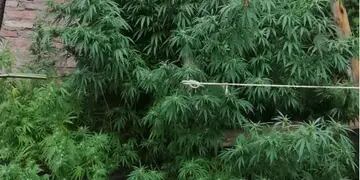 Plantas de marihuana pesaban 22 kilos