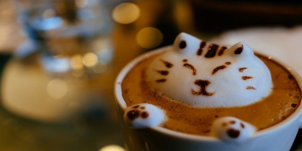 Café con gatos
