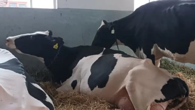 Comenzaron a llegar las vacas Holando Argentino al predio ferial de la Sociedad Rural de Rafaela