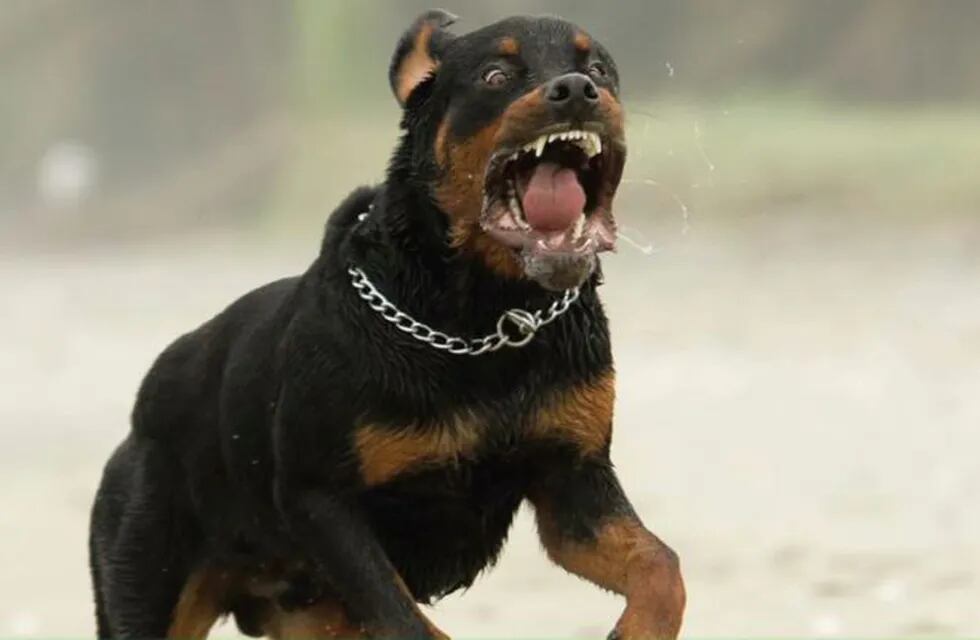 Un Rottweiler atacó a una niña en Acebal. (Archivo)