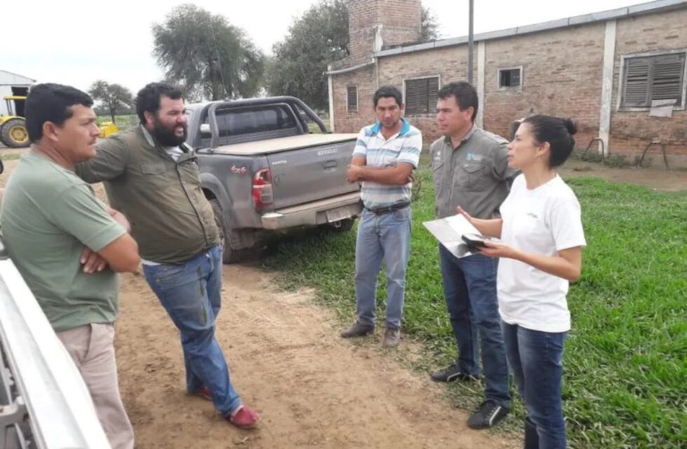 Alertan por mangas de langostas ingresando a Chaco y Formosa