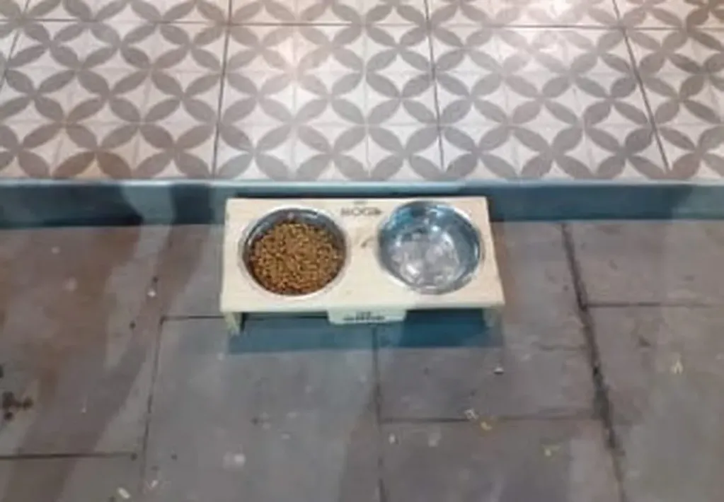 Un restaurante en Mendoza causó ternura en las redes por un lindo gesto que tuvo con perritos callejeros