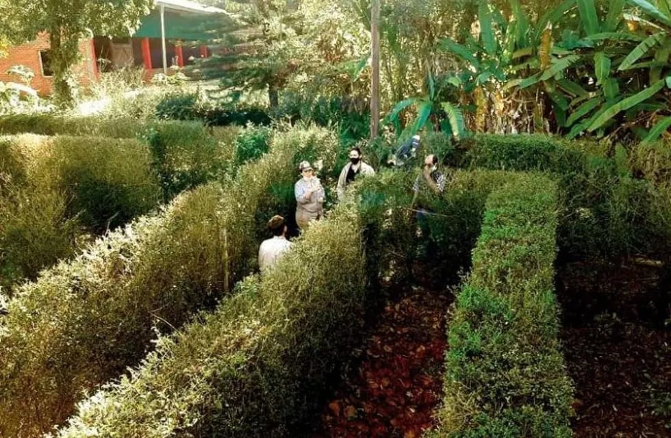 El laberinto de Montecarlo sufre un ataque de hormigas, y plantan té para reforzar el trazado
