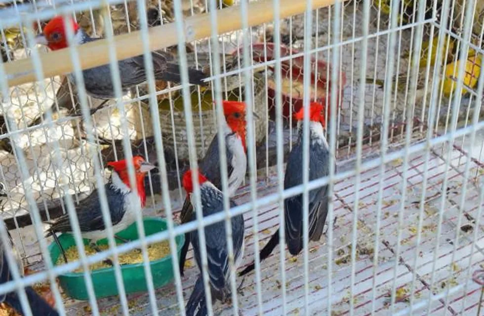 Liberación de aves en Río Cuarto.