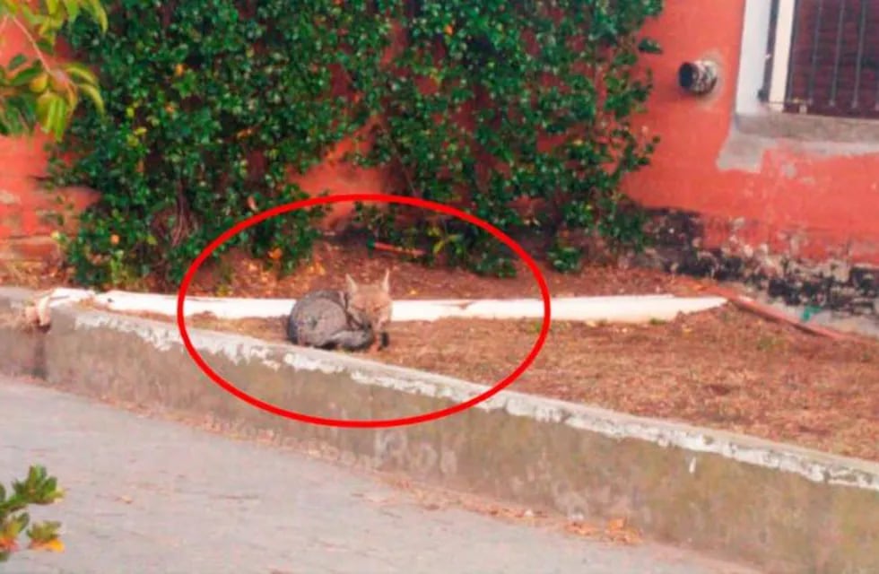 Un zorro durmiendo cerca del centro de General Pico (Infopico)