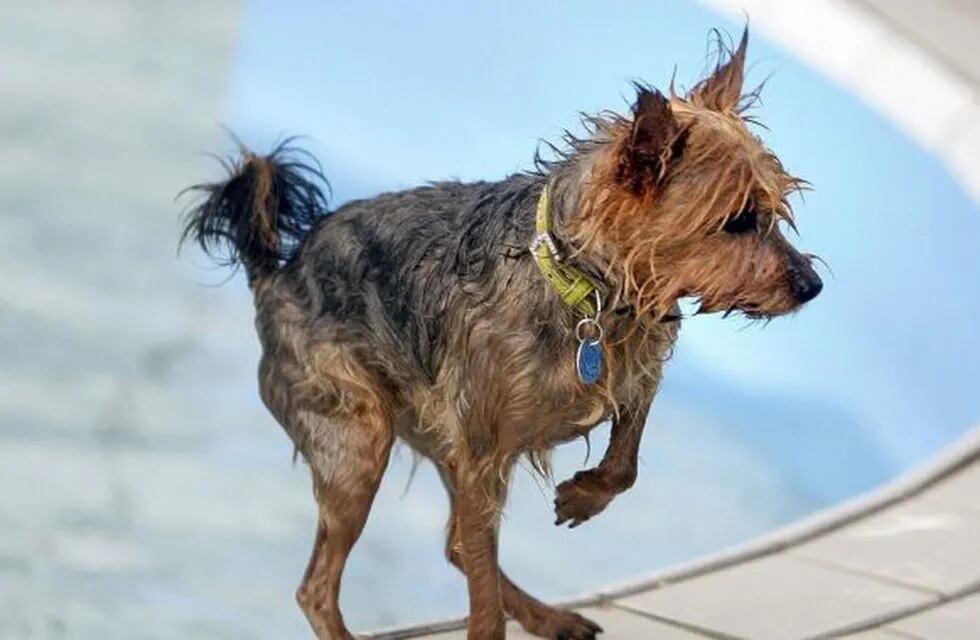 Mata a su perro por hacer sus necesidades en la casa.