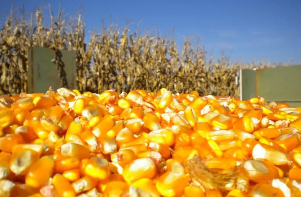 Producción récord de maíz sale por los puertos de Rosario
