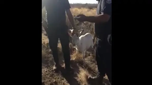 Policías roban cabra en La Punta, San Luis
