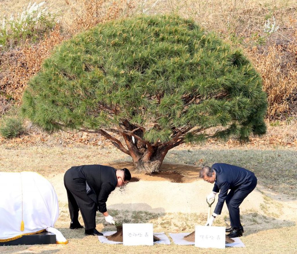 Ambos mandatarios plantan un árbol en la Zona Desmilitarizada por "la paz y la prosperidad"