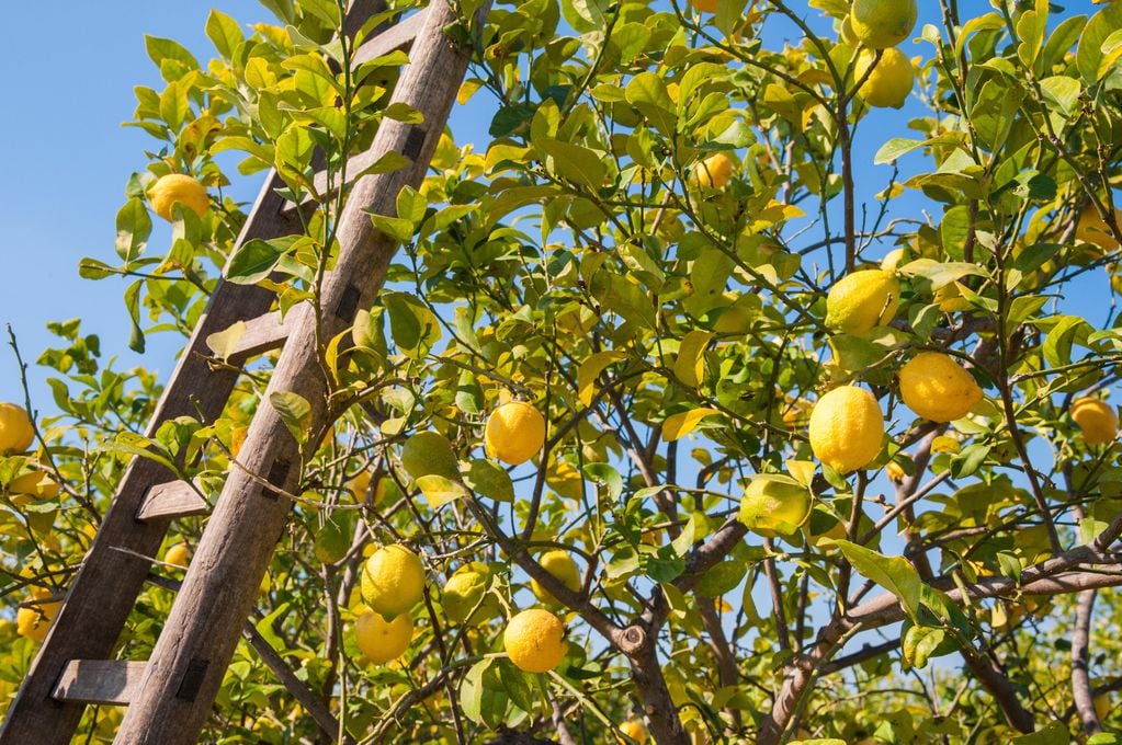 Si nuestro limonero no crece adecuadamente, verifiquemos el lugar donde está plantado y si llegan hasta él el sol y el viento, indispensables para su sanidad. 