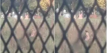 Filman a una pareja en pleno acto sexual en el cementerio de Eldorado y se desató la polémica