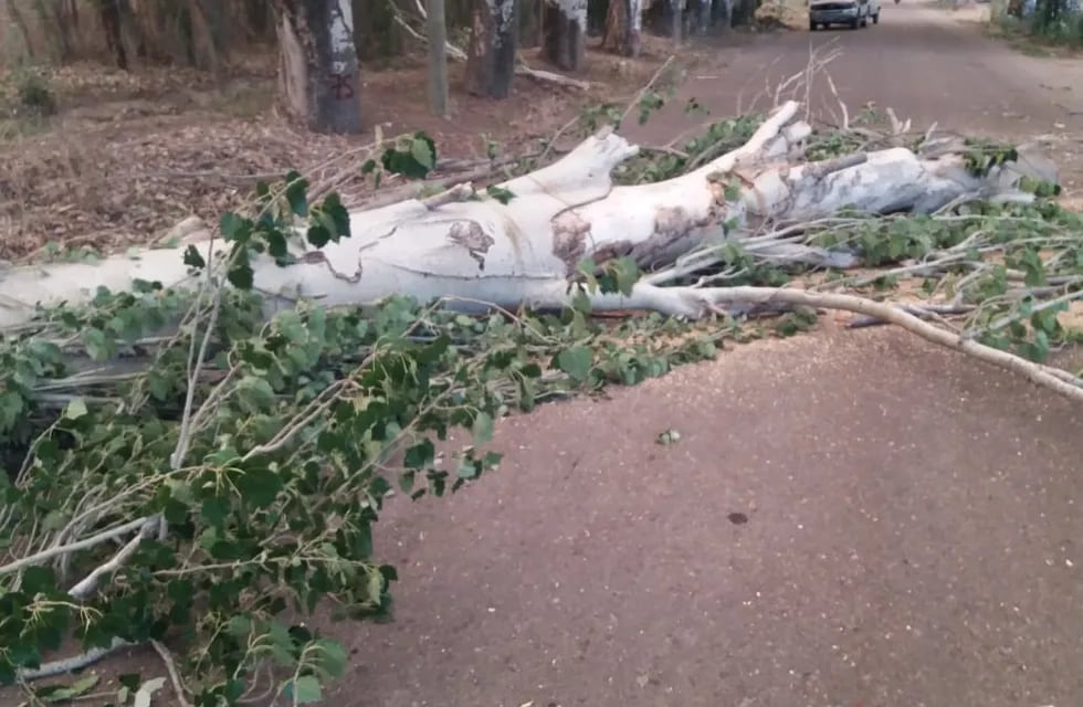 Las fuertes ráfagas de viento derribaron árboles y redes del tendido eléctrico.
