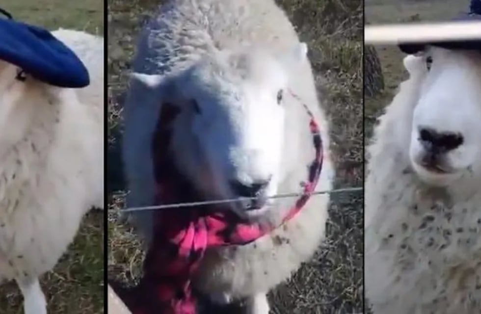 Oscar, la oveja entrerriana que es furor en TikTok (captura video)