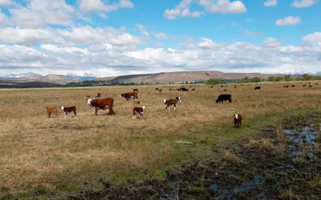 El agro neuquino recibió más de 70 proyectos de desarrollo que beneficiaron a aproximadamente tres mil familias (web).