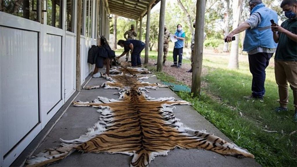 Los inspectores encontraron cuero de cinco tigres y uno de yaguareté