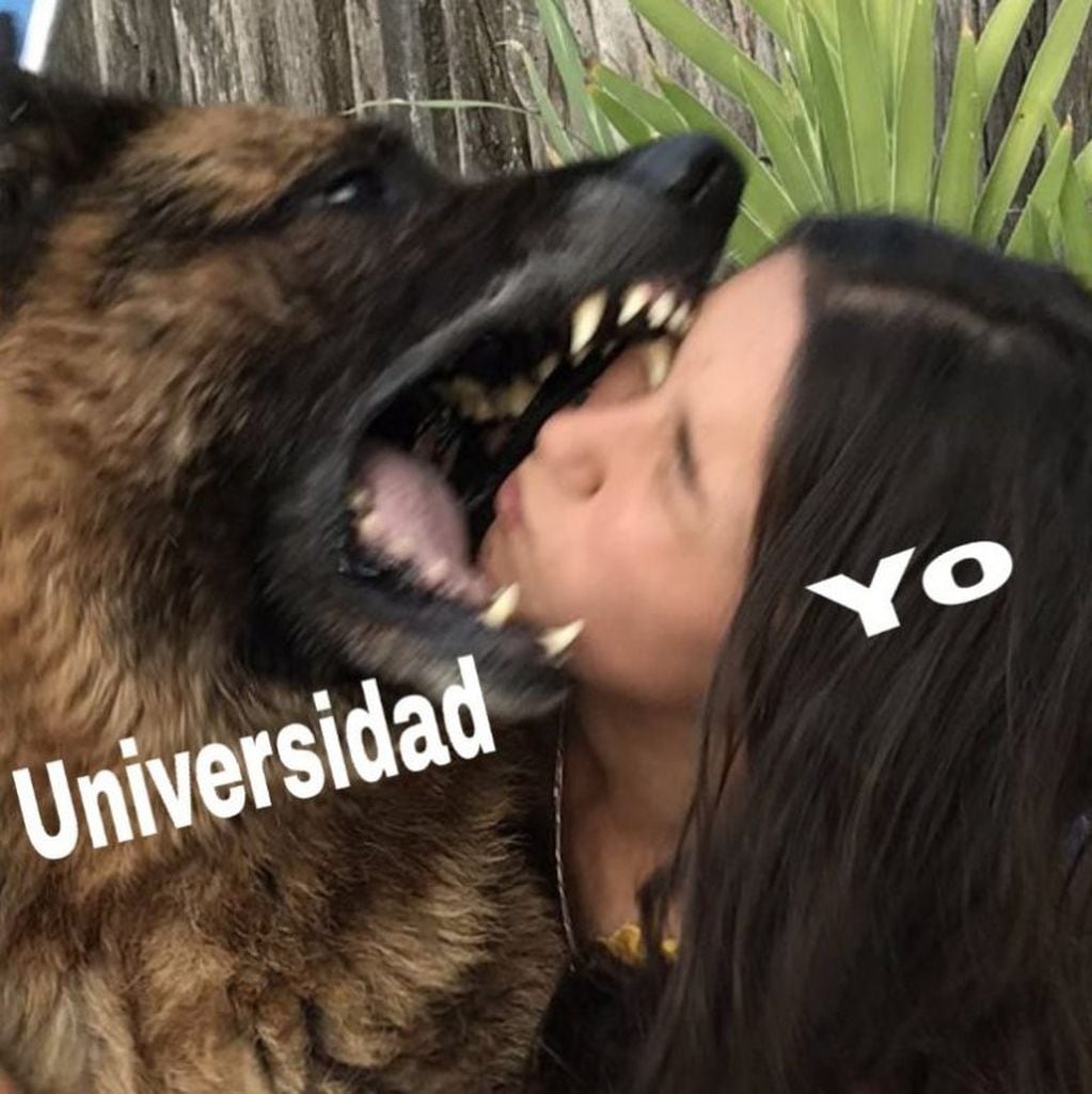 Los memes de la mordida del perro Kenai a Laru que se volvió viral (Foto: captura Twitter)