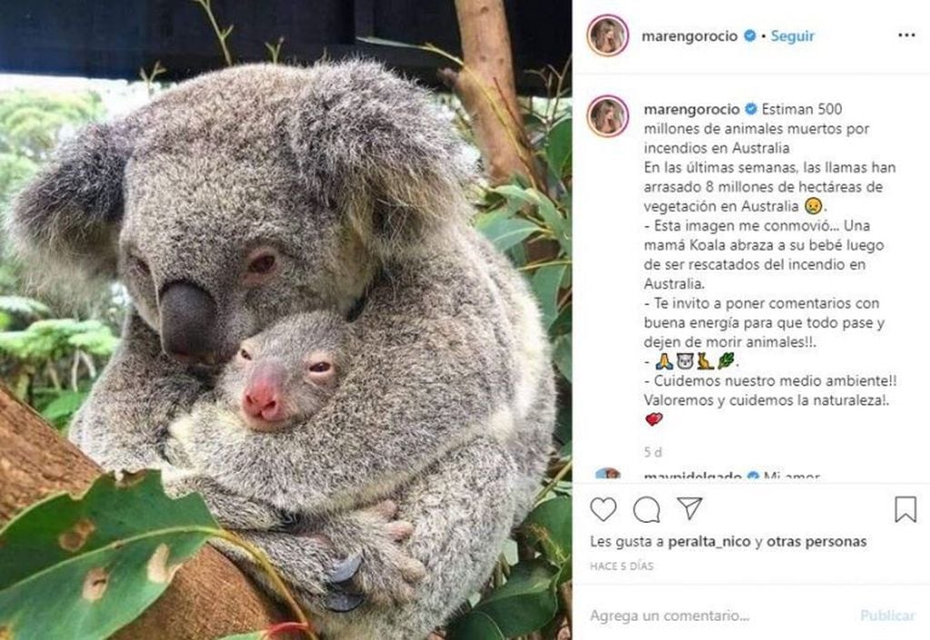 Un post de Marengo sobre los koalas (Instagram)
