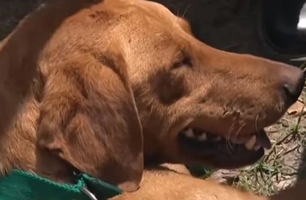 Historia de Rocco, el perro que caminó siete días para reencontrarse con su familia.