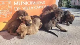 Cachorros abandonados en Carlos Paz