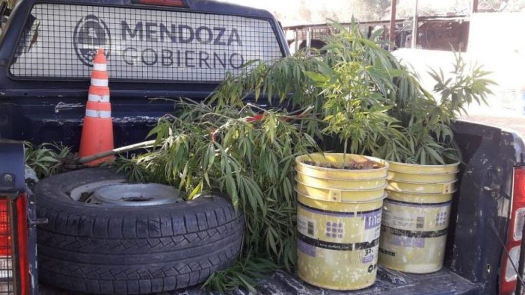 Las plantas se encontraron en el interior de una vivienda de la calle Laprida, de Maipú.