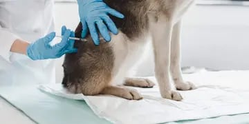vacunación de animales