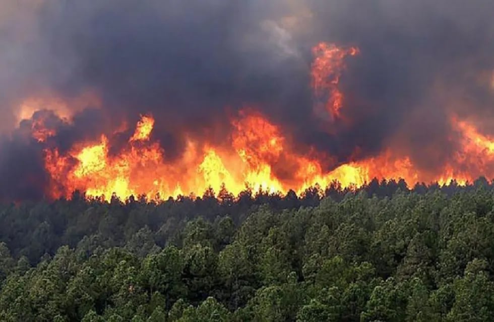 El 95% de los incendios en 2020 fueron causados por causas antropogénicas (por los seres humanos).